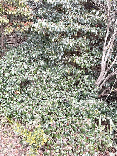 Ternstroemia gymnanthera