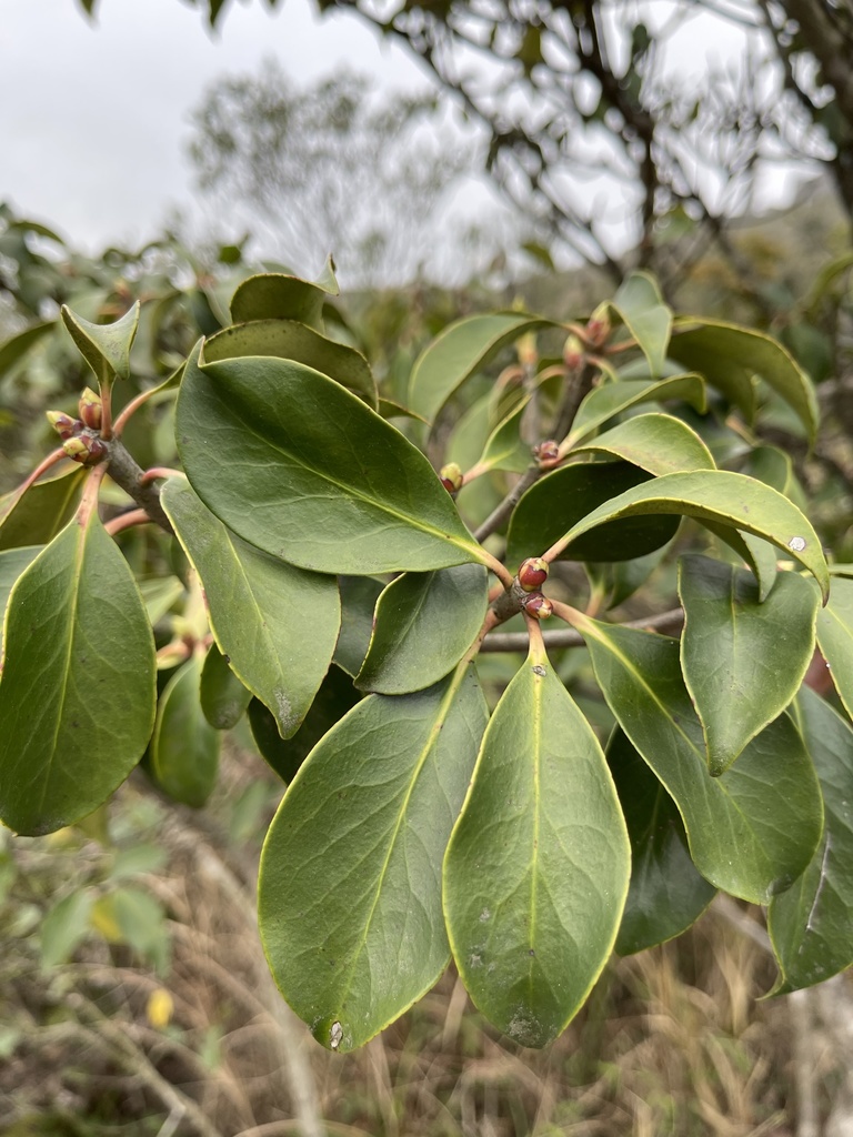 Ternstroemia gymnanthera, Tai Mo Shan Country Park, Tai Mo Shan, New Territories, HK