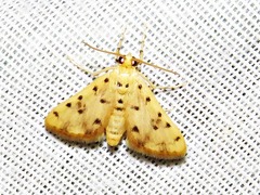 Calamoschoena stictalis
