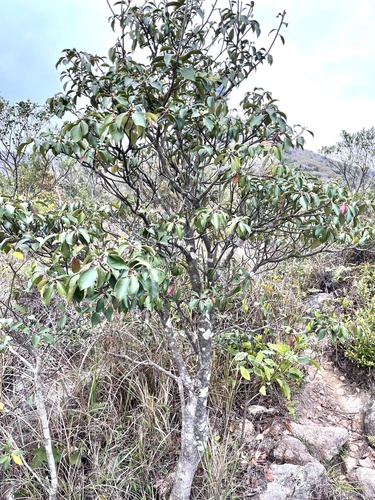 Ternstroemia gymnanthera