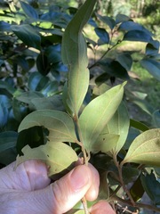 Cryptocarya triplinervis pubens