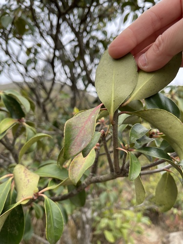 Ternstroemia gymnanthera