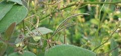 Desmodium