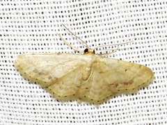 Idaea squamulata