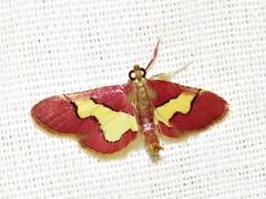 Bostra xanthorhodalis