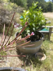 Epilobium billardiereanum