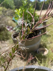 Epilobium billardiereanum