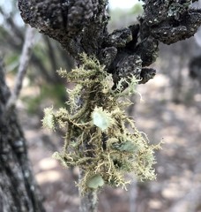 Usnea scabrida