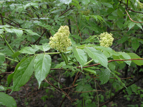 Sambucus sibirica (Sambucus sibirica)