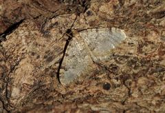 Nebula ibericata