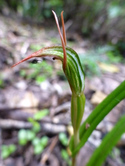Pterostylis irsoniana