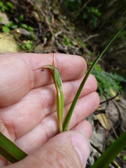 Pterostylis irsoniana