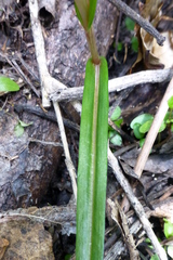 Pterostylis irsoniana