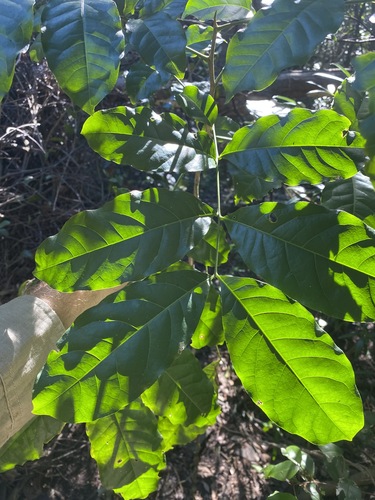Harpullia pendula