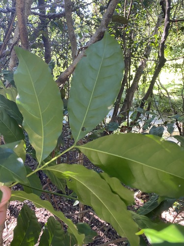 Harpullia pendula