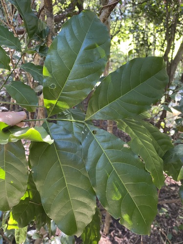 Harpullia pendula