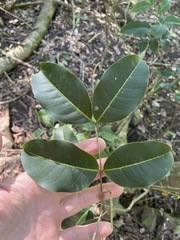 Mischocarpus anodontus