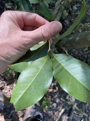 Mischocarpus anodontus