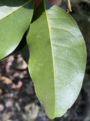 Mischocarpus anodontus