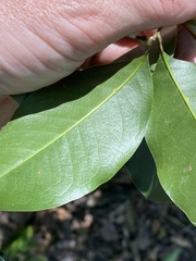 Mischocarpus anodontus