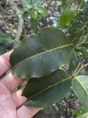 Mischocarpus anodontus