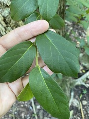 Alangium polyosmoides