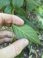 Alangium polyosmoides