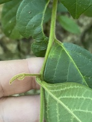 Alangium polyosmoides