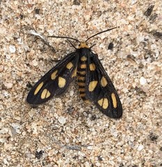 Amata xanthura