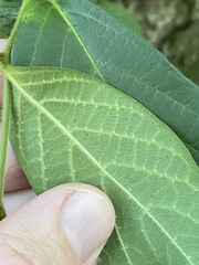 Alangium polyosmoides