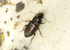 Poecilus cupreus