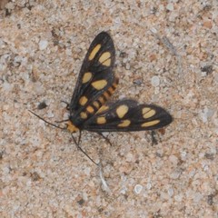 Amata xanthura