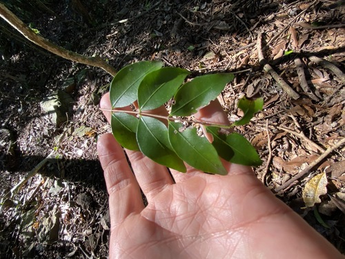 Image of Dotted Myrtle (Gossia punctata) by (c) Greg Tasney, some rights reserved (CC BY-SA)