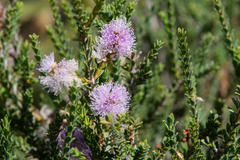 Melaleuca gibbosa