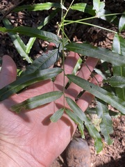 Atalaya multiflora