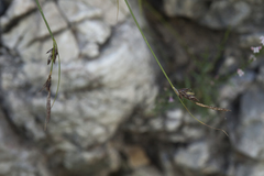 Carex koshewnikowii