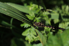 Procordulia grayi