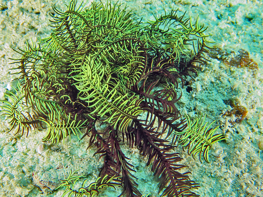 Comanthus gisleni