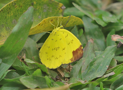 Eurema simulatrix