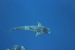 Rachycentron canadum