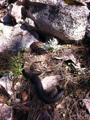 Crotalus molossus nigrescens