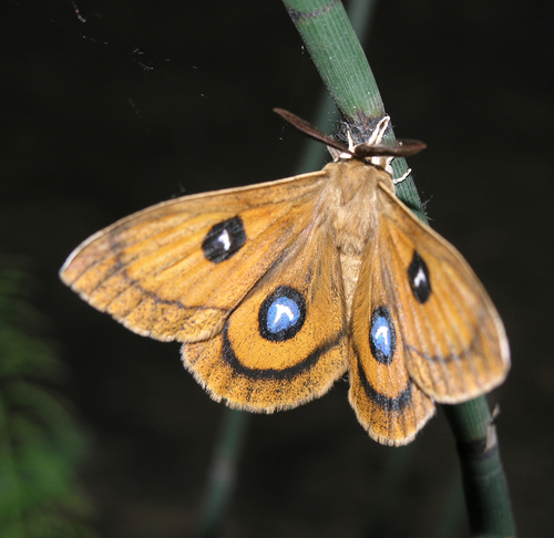 Tau Emperor Moth