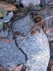 Masticophis lateralis