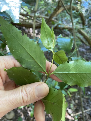 Image of Daphnandra apatela by (c) Greg Tasney, some rights reserved (CC BY-SA)