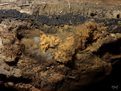 Dictydiaethalium plumbeum