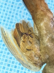 Odontomachus chelifer