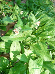Symphytum bulbosum