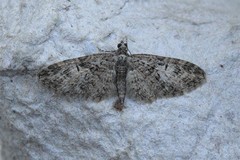 Eupithecia abbreviata