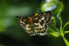 Abraximorpha davidii