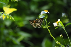 Abraximorpha davidii